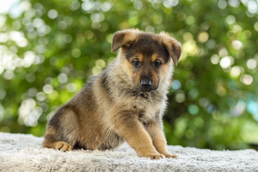 Kasey Image of Kasey, a German Shepherd puppy