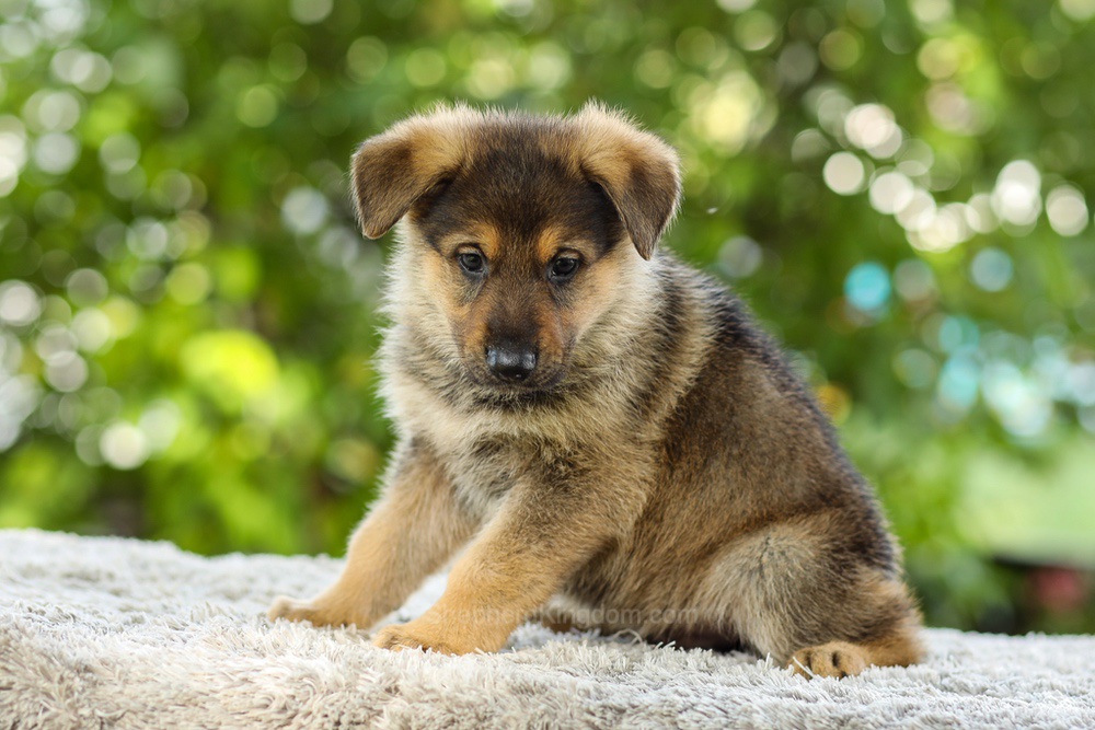 Kasey Image of Kasey, a German Shepherd puppy