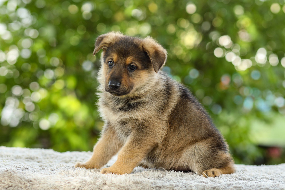 Kasey Image of Kasey, a German Shepherd puppy