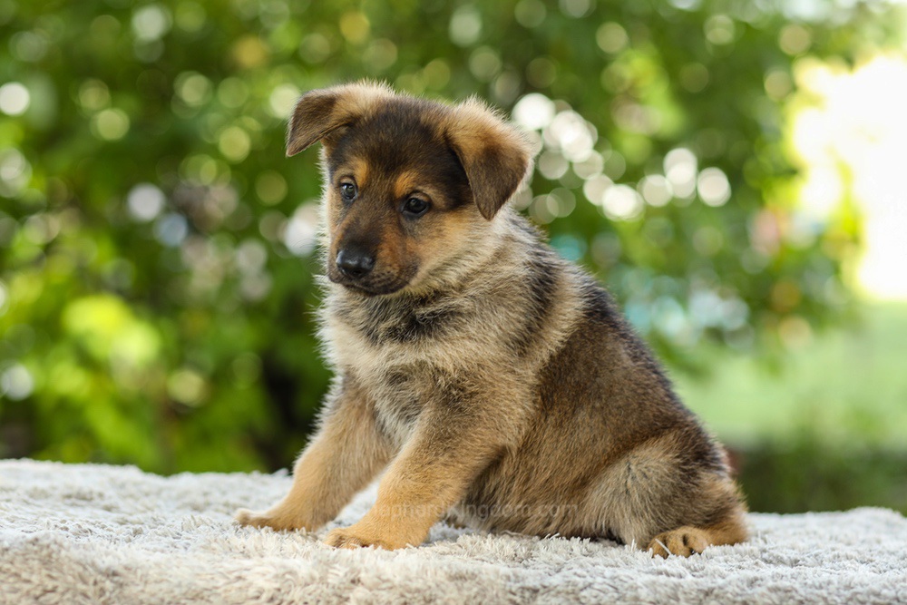 Kasey Image of Kasey, a German Shepherd puppy