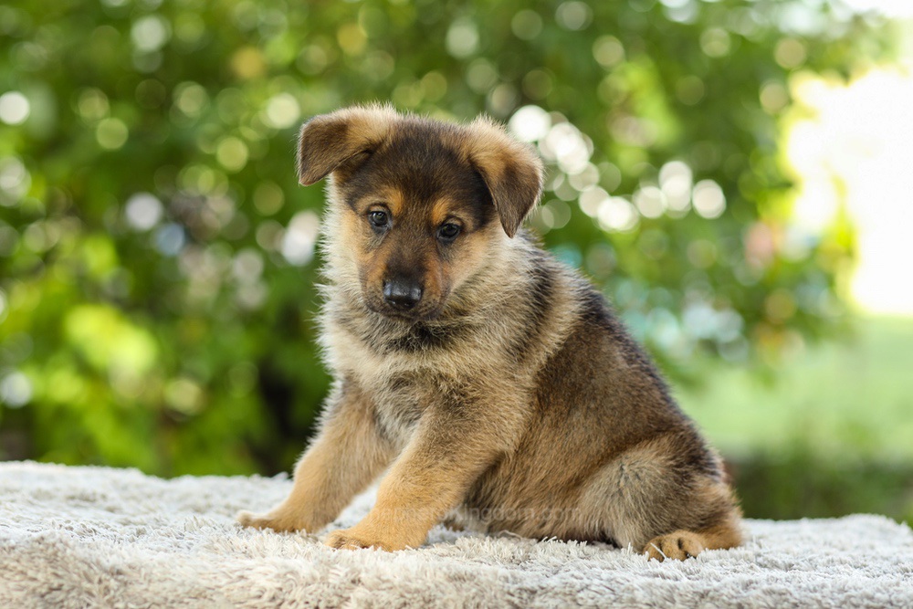 Kasey Image of Kasey, a German Shepherd puppy