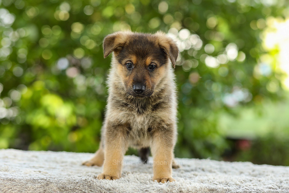 Kasey Image of Kasey, a German Shepherd puppy