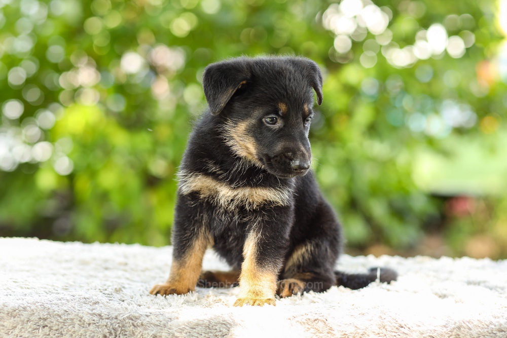 Kingston Image of Kingston, a German Shepherd puppy