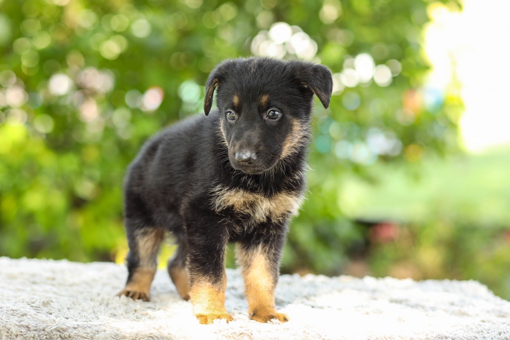 Kingston Image of Kingston, a German Shepherd puppy