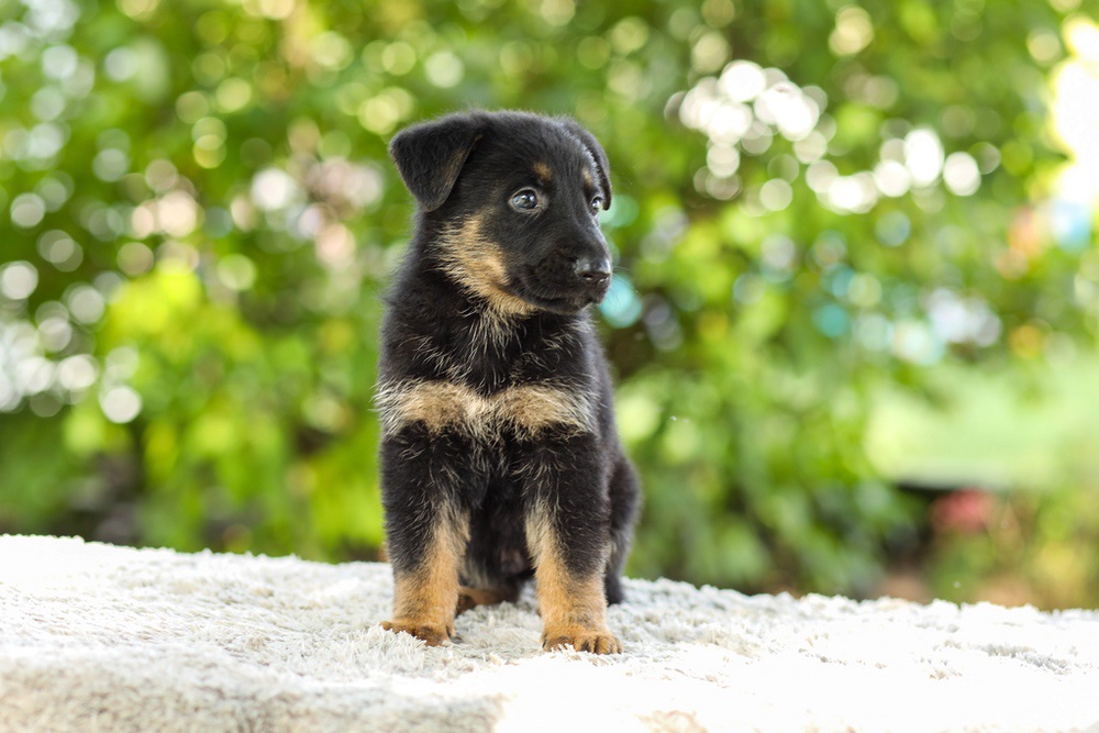 Kingston Image of Kingston, a German Shepherd puppy