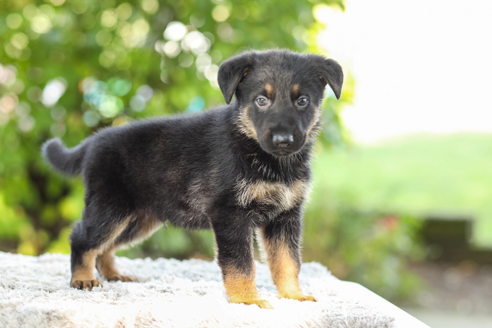 Kingston Image of Kingston, a German Shepherd puppy
