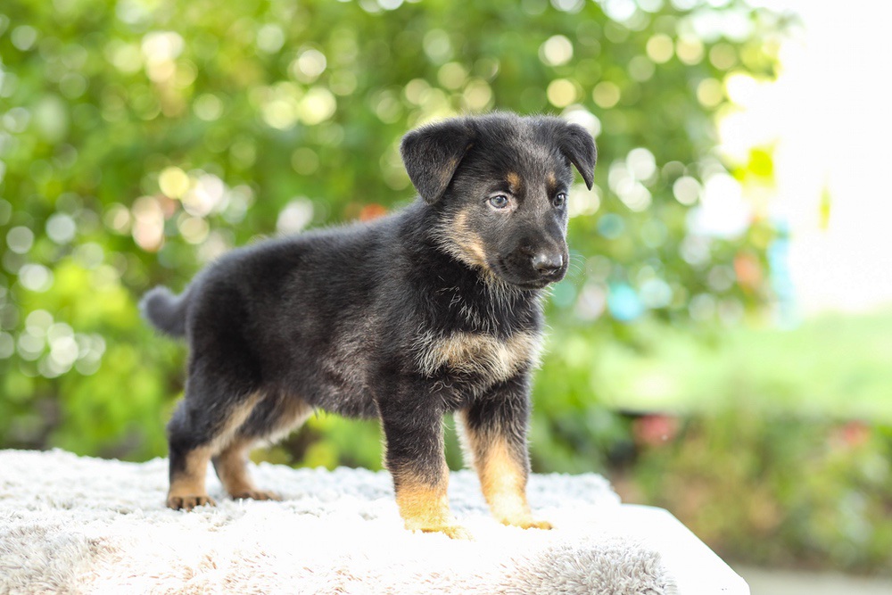 Kingston Image of Kingston, a German Shepherd puppy