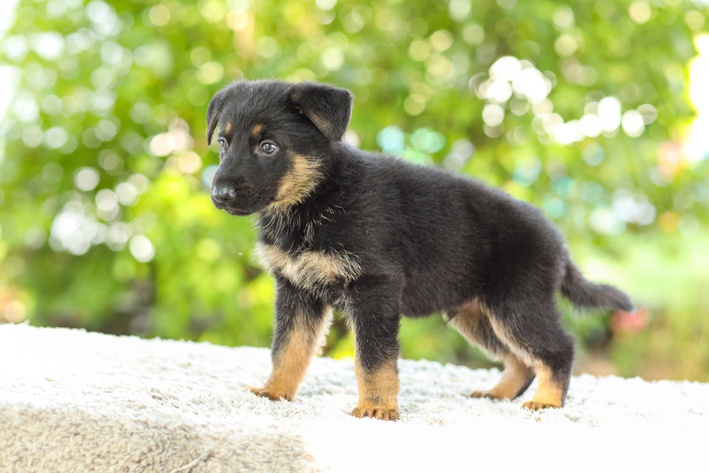 Kingston Image of Kingston, a German Shepherd puppy