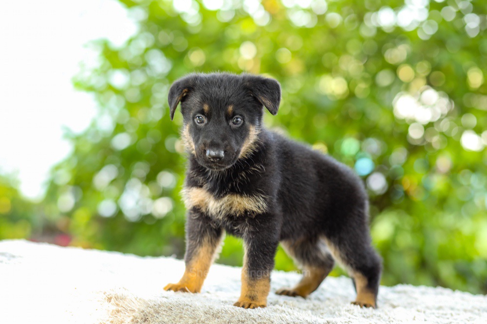 Kingston Image of Kingston, a German Shepherd puppy