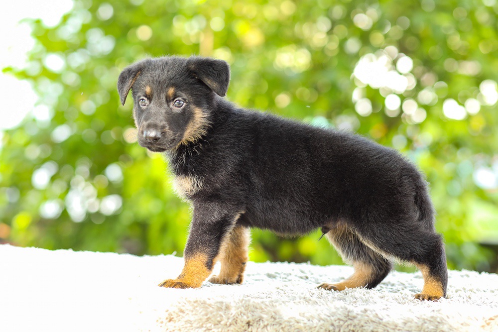 Kingston Image of Kingston, a German Shepherd puppy