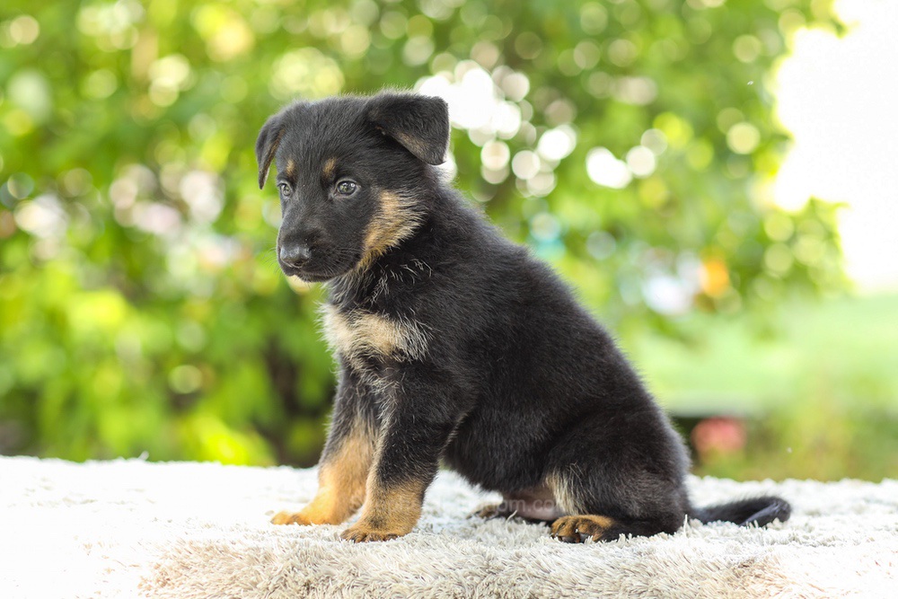 Kingston Image of Kingston, a German Shepherd puppy