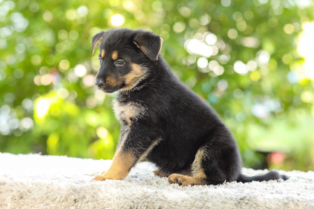 Kylie Image of Kylie, a German Shepherd puppy
