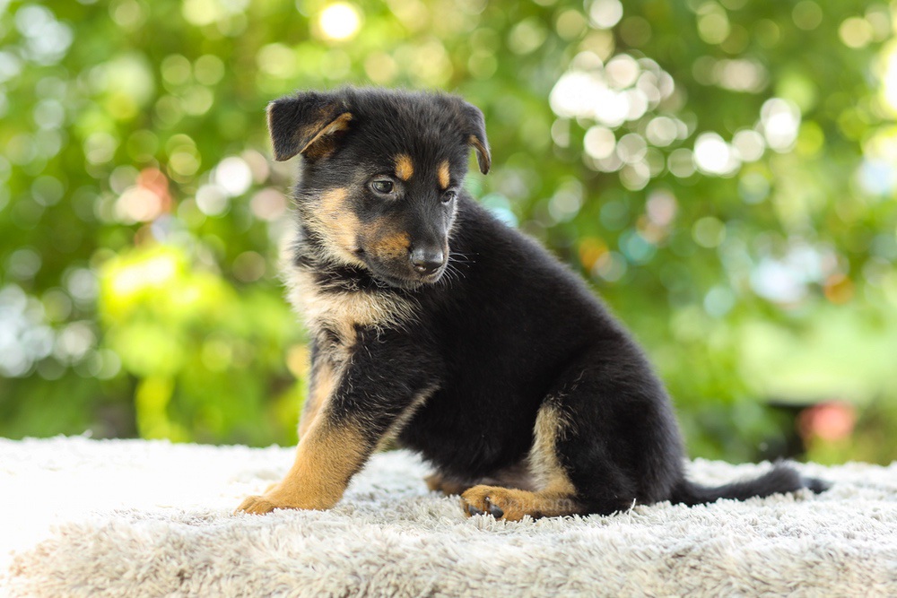 Kylie Image of Kylie, a German Shepherd puppy