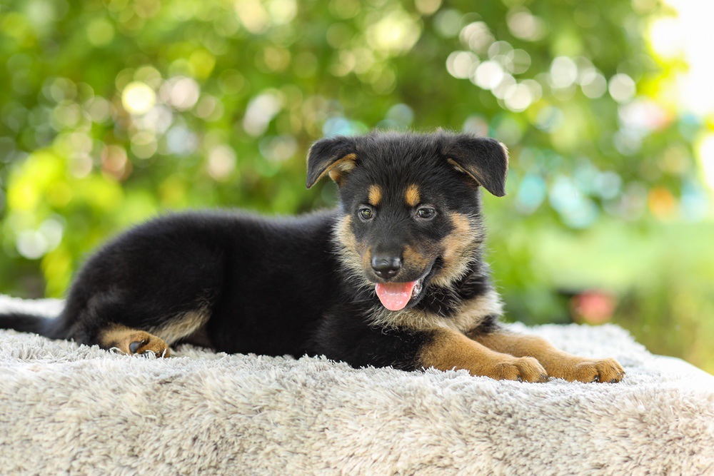 Kylie Image of Kylie, a German Shepherd puppy
