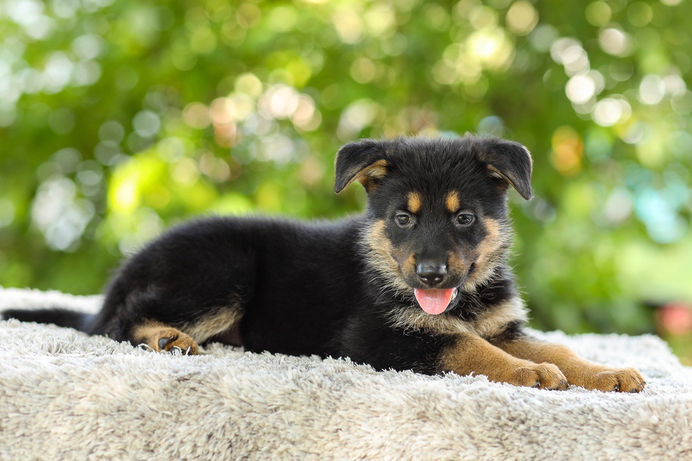 Kylie Image of Kylie, a German Shepherd puppy