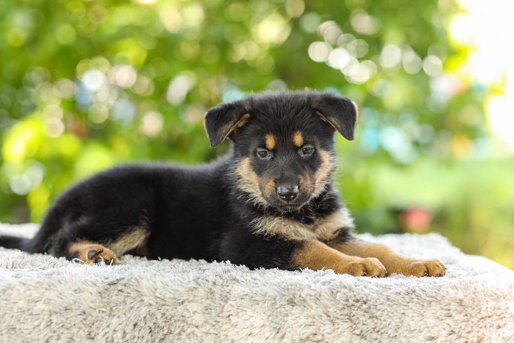 Kylie Image of Kylie, a German Shepherd puppy