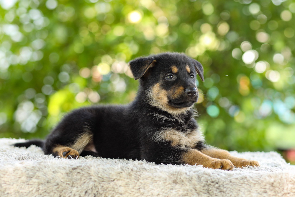 Kylie Image of Kylie, a German Shepherd puppy