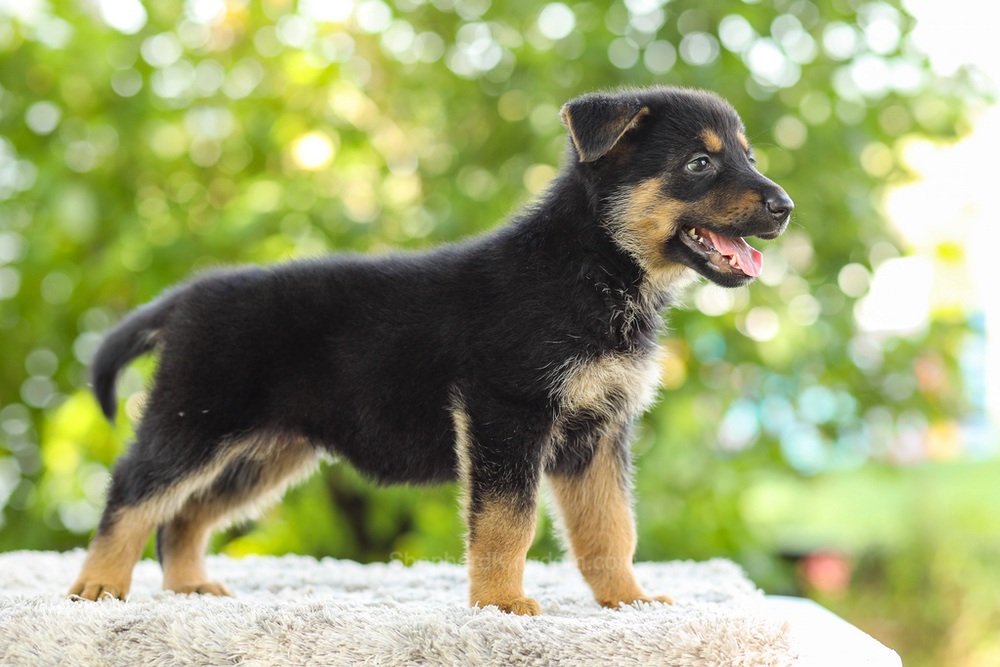 Kylie Image of Kylie, a German Shepherd puppy