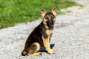 Image of Meadow, a German Shepherd puppy