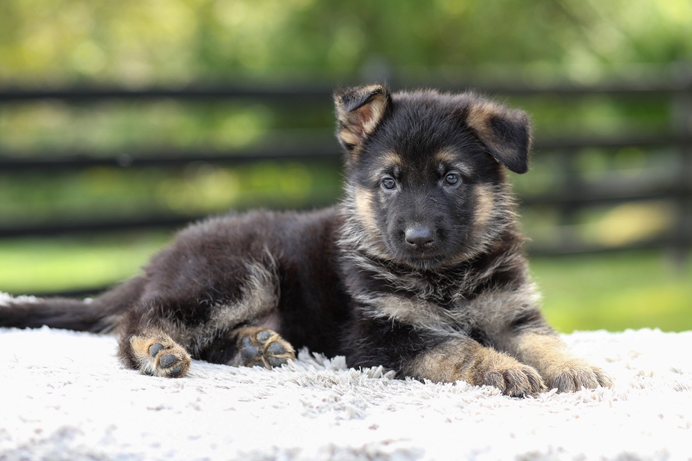 Jasmine Image of Jasmine, a German Shepherd puppy