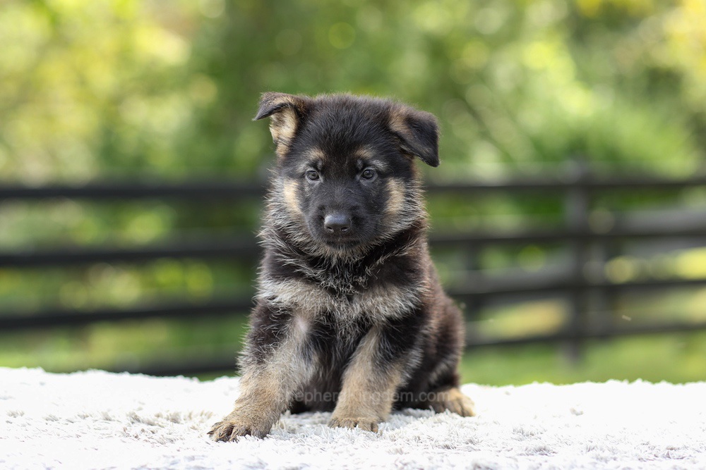 Jasmine Image of Jasmine, a German Shepherd puppy