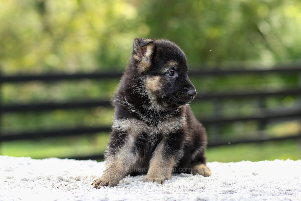 Jasmine Image of Jasmine, a German Shepherd puppy