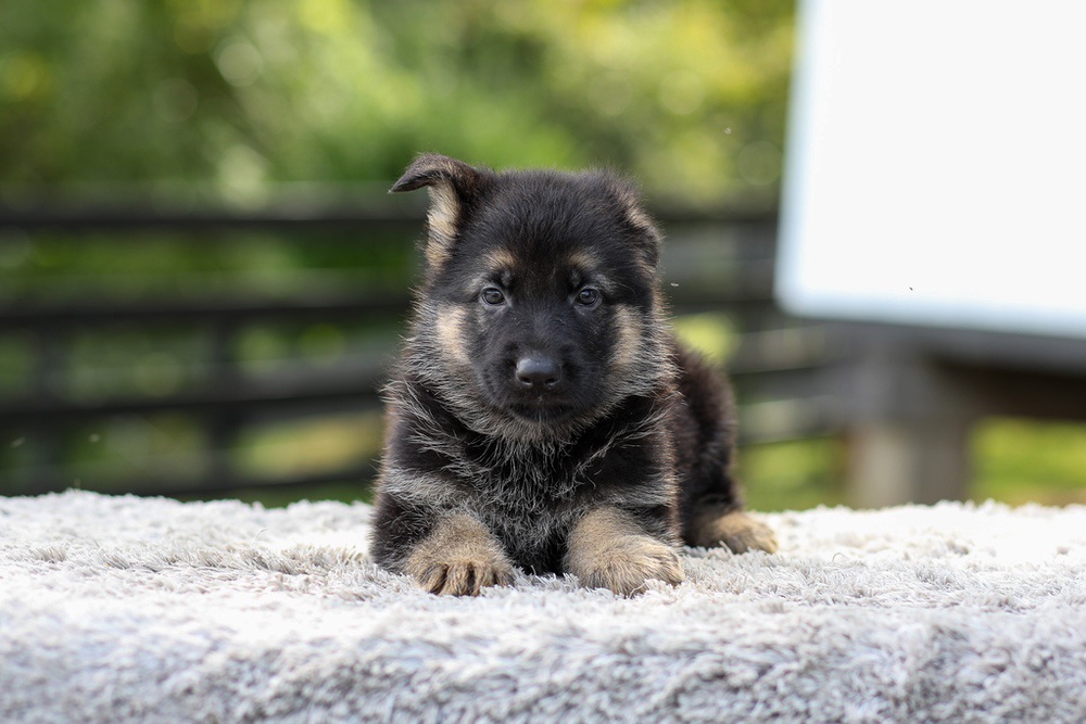 Jasmine Image of Jasmine, a German Shepherd puppy