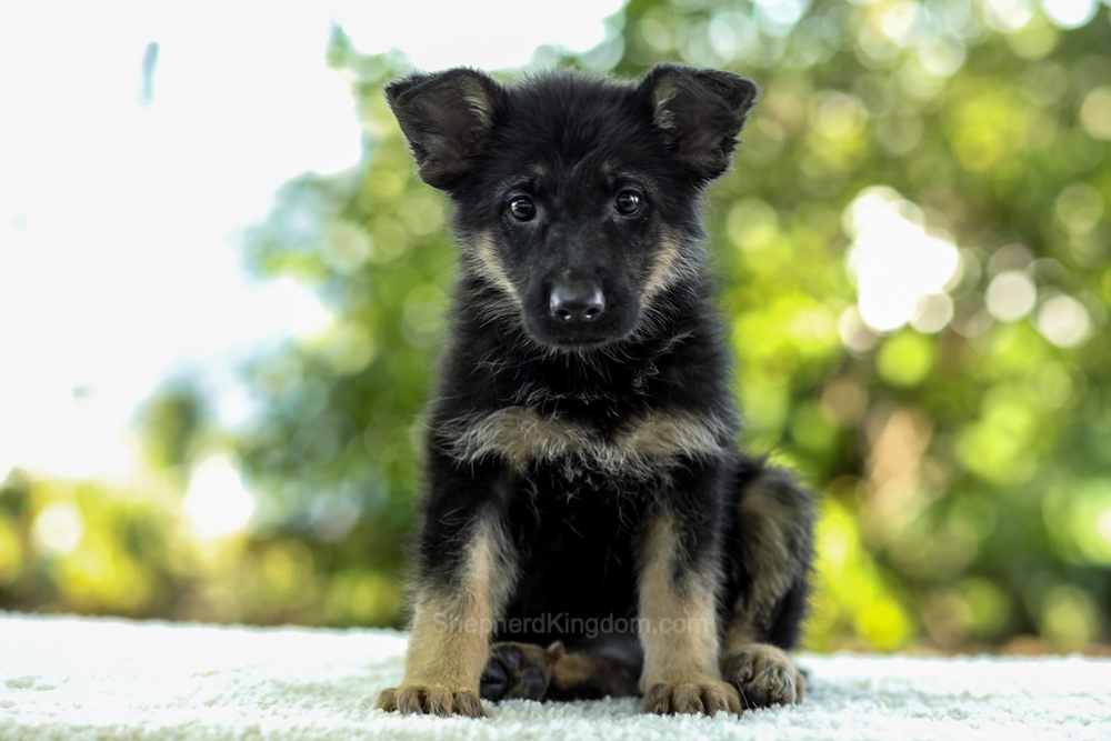 Indigo Image of Indigo, a German Shepherd puppy