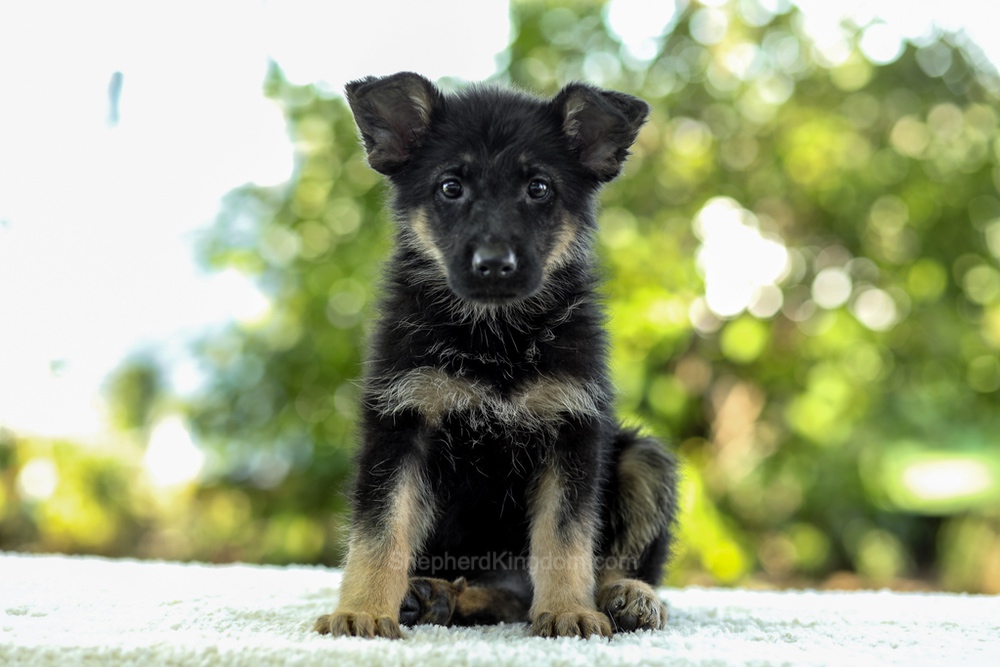 Indigo Image of Indigo, a German Shepherd puppy