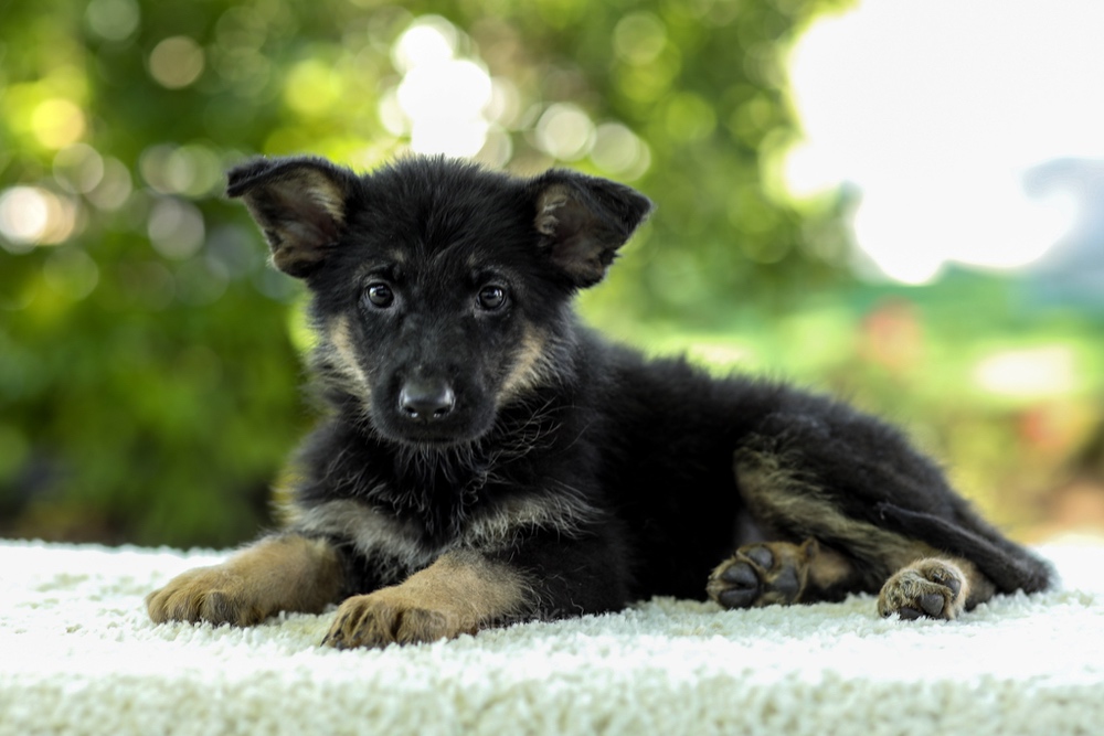 Indigo Image of Indigo, a German Shepherd puppy