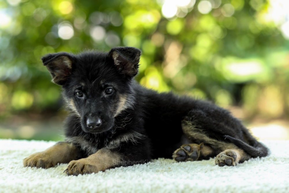 Indigo Image of Indigo, a German Shepherd puppy