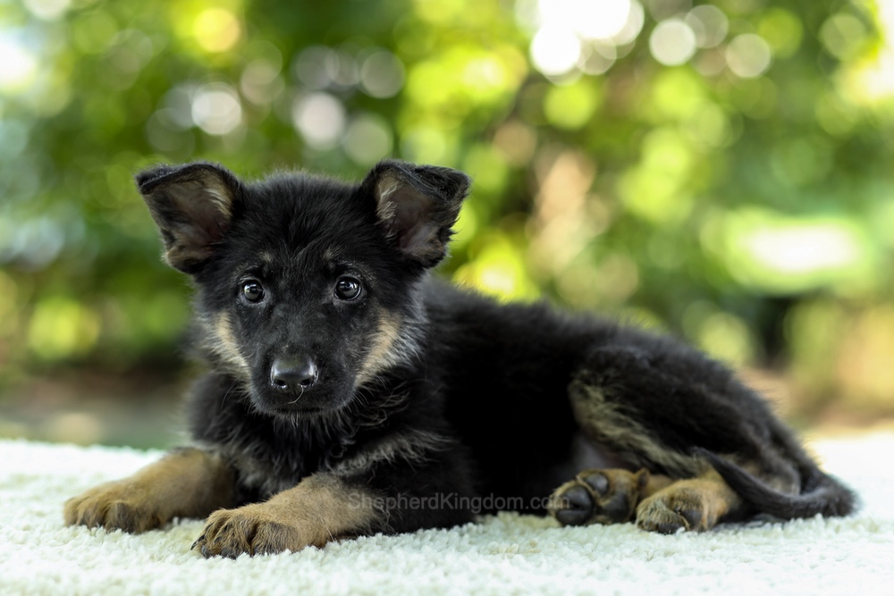 Indigo Image of Indigo, a German Shepherd puppy