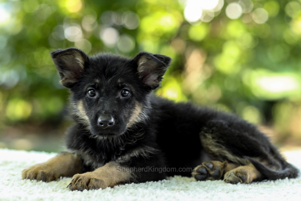 Indigo Image of Indigo, a German Shepherd puppy