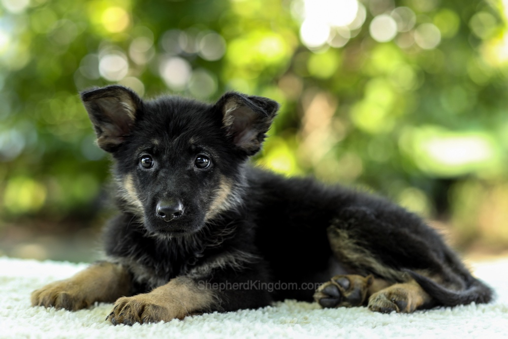 Indigo Image of Indigo, a German Shepherd puppy