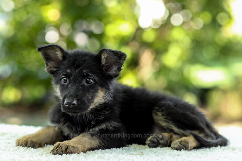 Indigo Image of Indigo, a German Shepherd puppy