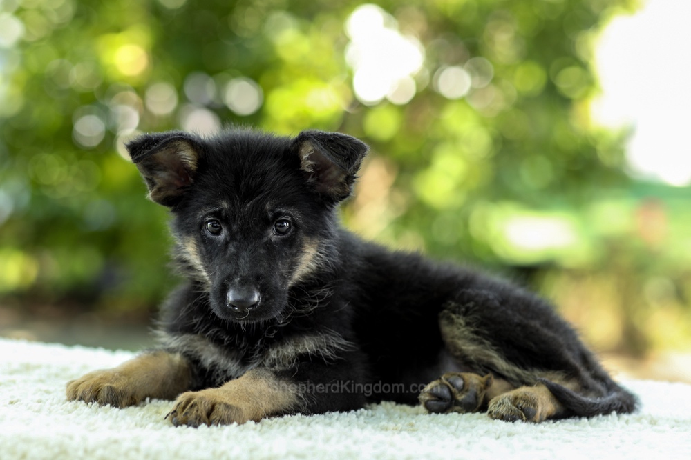 Indigo Image of Indigo, a German Shepherd puppy
