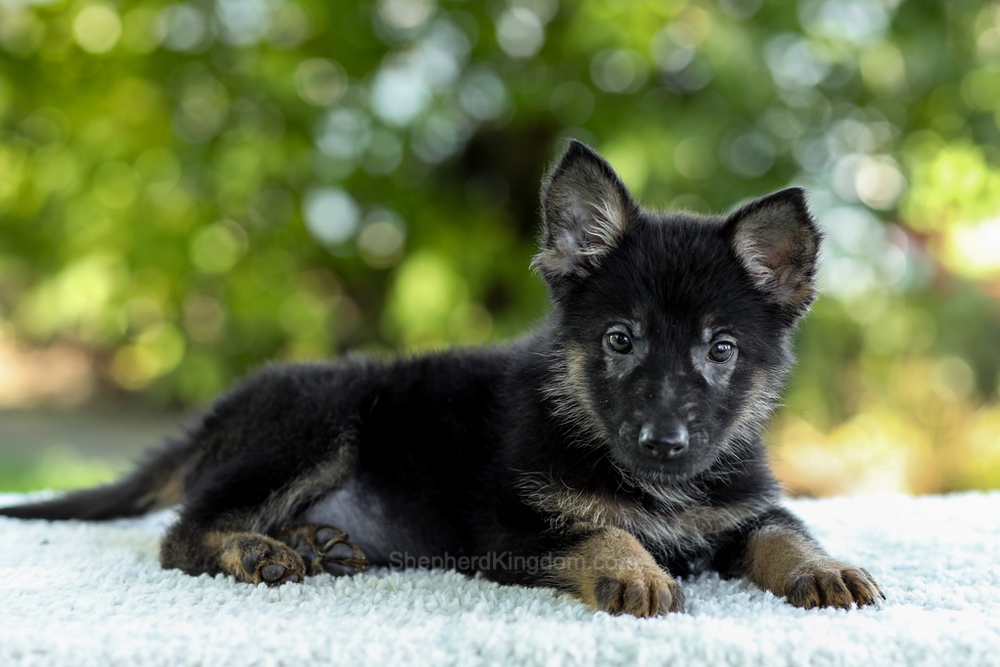 Ingrid Image of Ingrid, a German Shepherd puppy