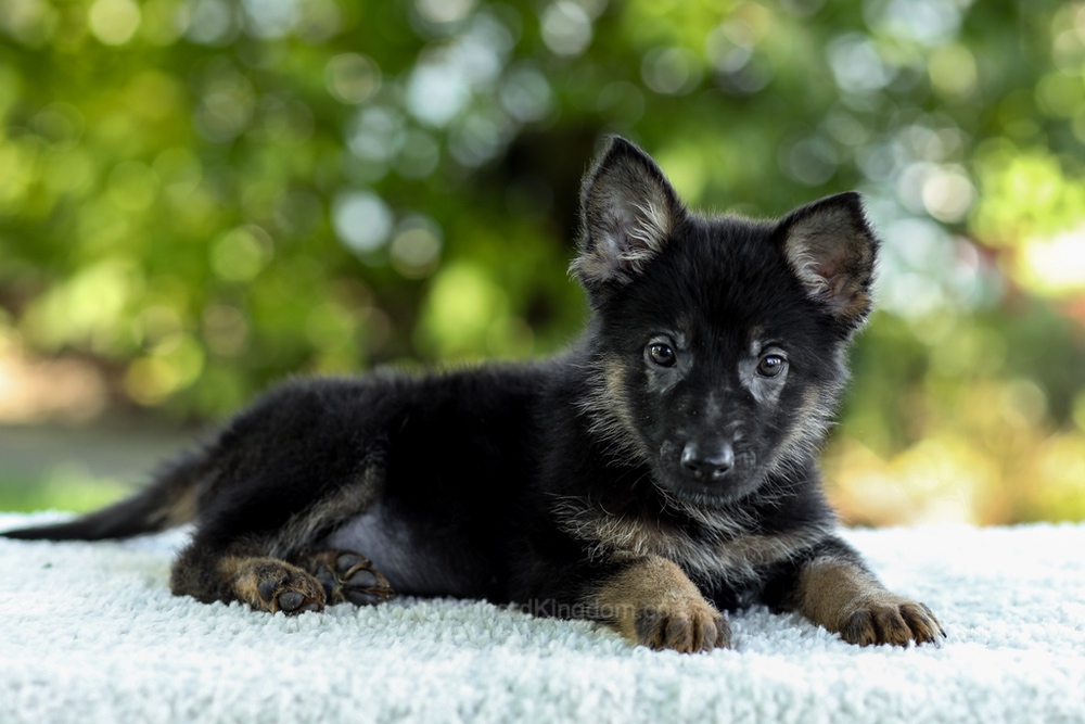 Ingrid Image of Ingrid, a German Shepherd puppy