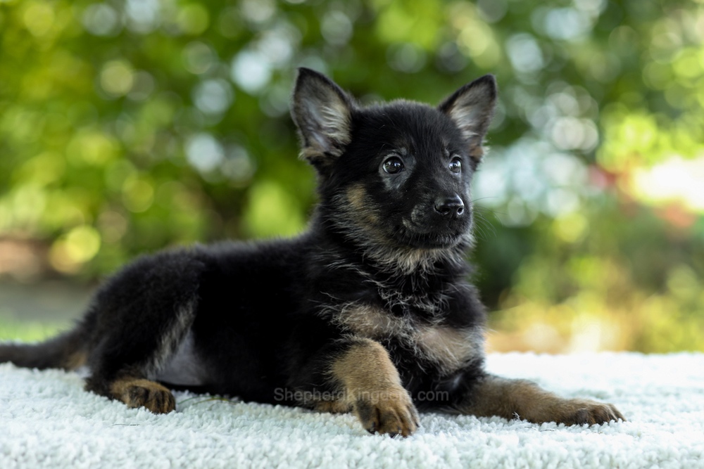 Ingrid Image of Ingrid, a German Shepherd puppy