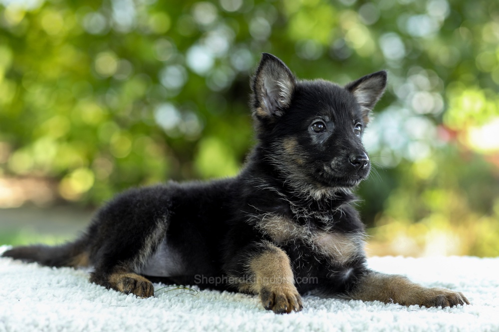 Ingrid Image of Ingrid, a German Shepherd puppy