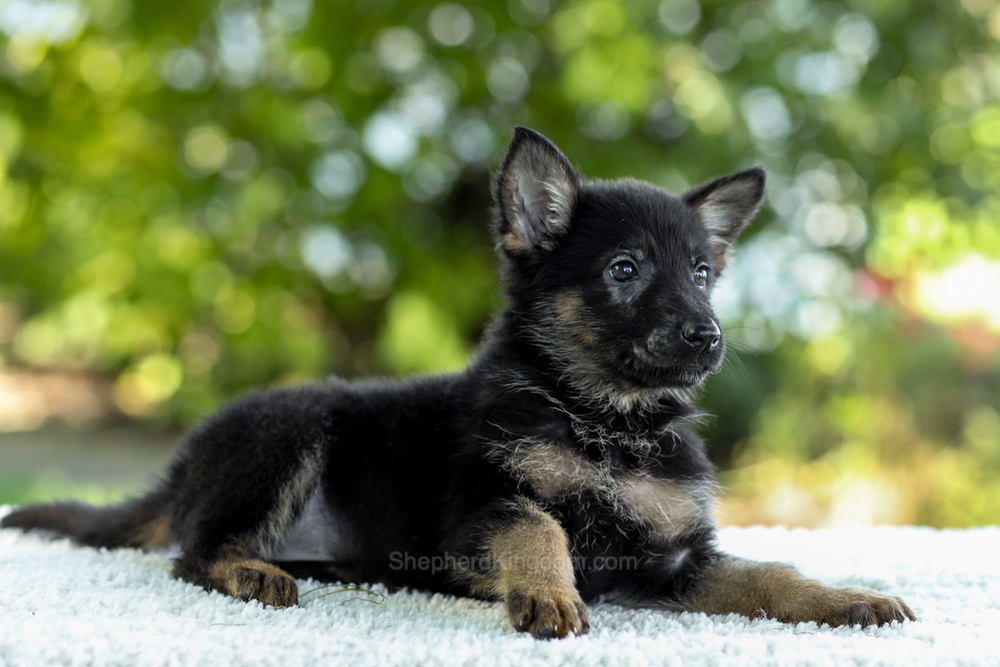 Ingrid Image of Ingrid, a German Shepherd puppy
