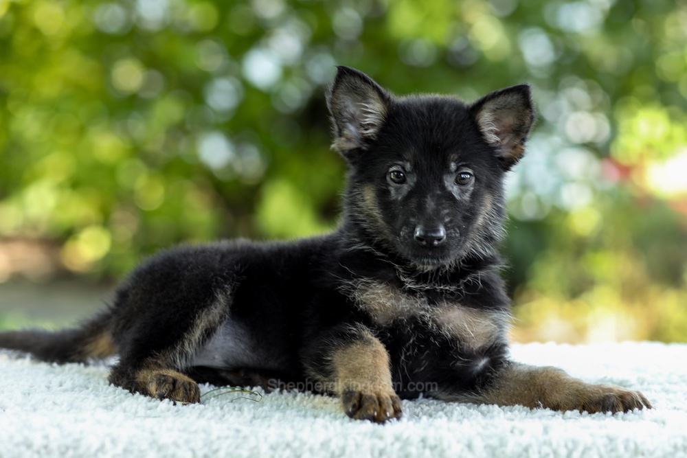 Ingrid Image of Ingrid, a German Shepherd puppy