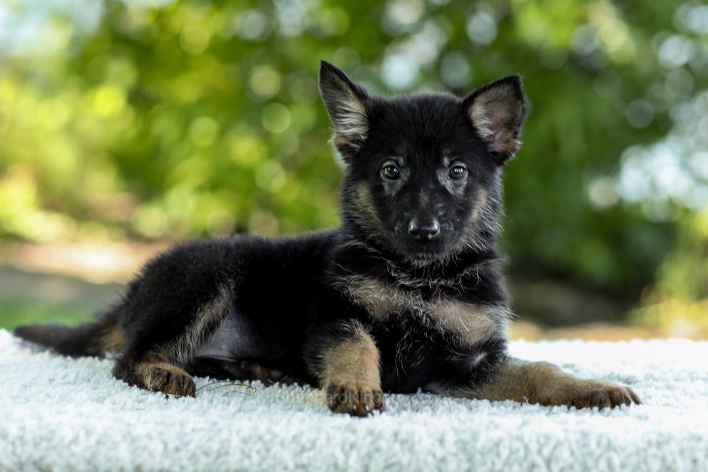 Ingrid Image of Ingrid, a German Shepherd puppy