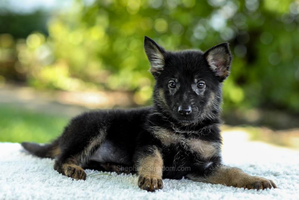 Ingrid Image of Ingrid, a German Shepherd puppy