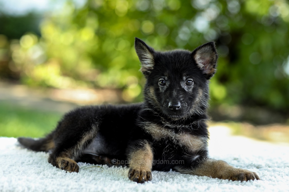 Ingrid Image of Ingrid, a German Shepherd puppy