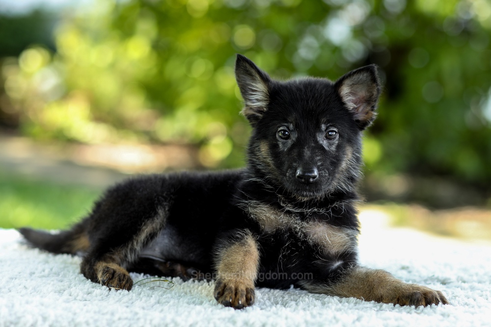 Ingrid Image of Ingrid, a German Shepherd puppy