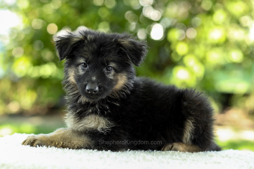 Iris Image of Iris, a German Shepherd puppy