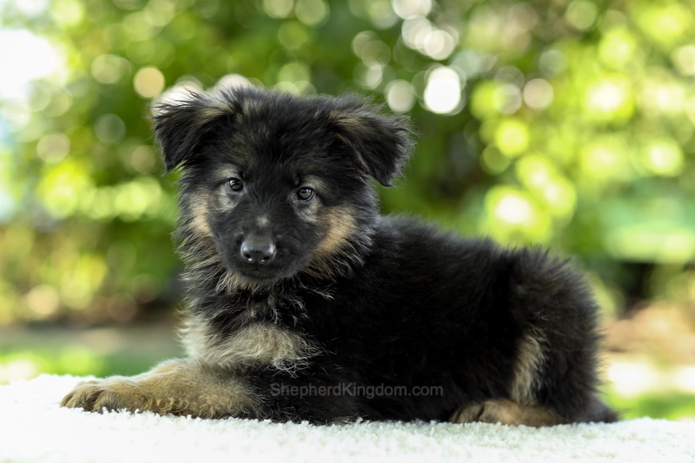 Iris Image of Iris, a German Shepherd puppy