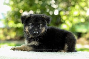 Iris Image of Iris, a German Shepherd puppy
