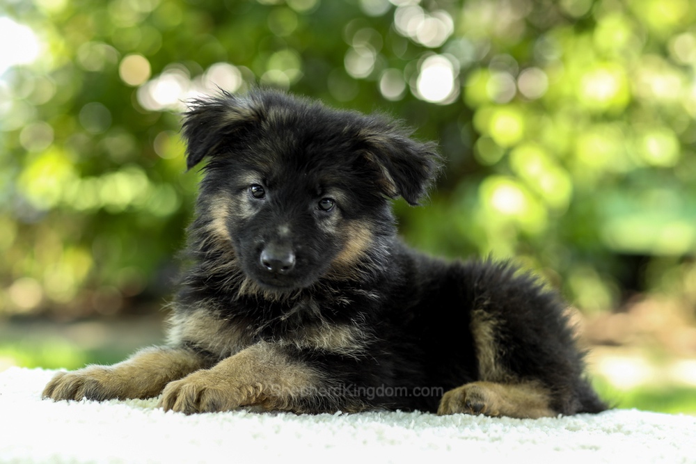 Iris Image of Iris, a German Shepherd puppy